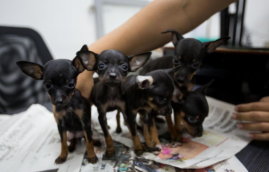 Escasez de medicamentos en Venezuela también afecta a la salud de los perros