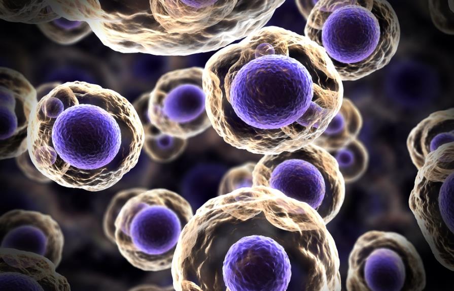 ¿Qué tienen en común las células madres de las lombrices y los humanos?