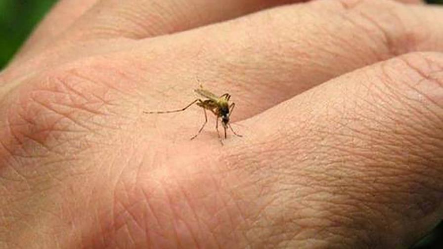 Polémica en el sur de Florida por experimento con mosquito transgénico 