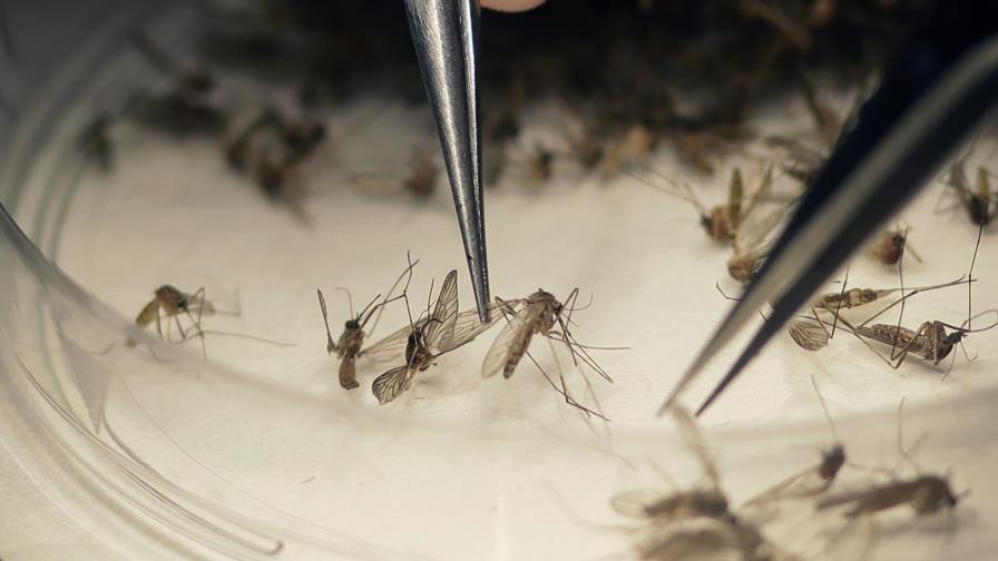 Nueva trampa antimosquitos logra reducir casos de malaria 