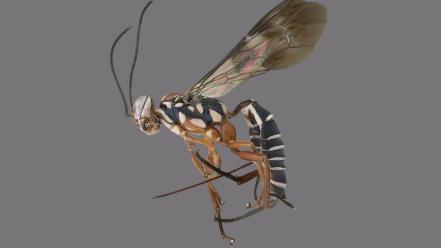 República Dominicana deslumbra con “La luz brillante” República Dominicana deslumbra con “La luz brillante”