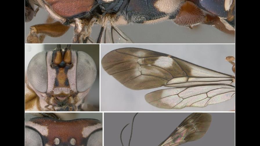 La avispa dominicana a rayas que dormía en el Museo Smithsonian de Nueva York