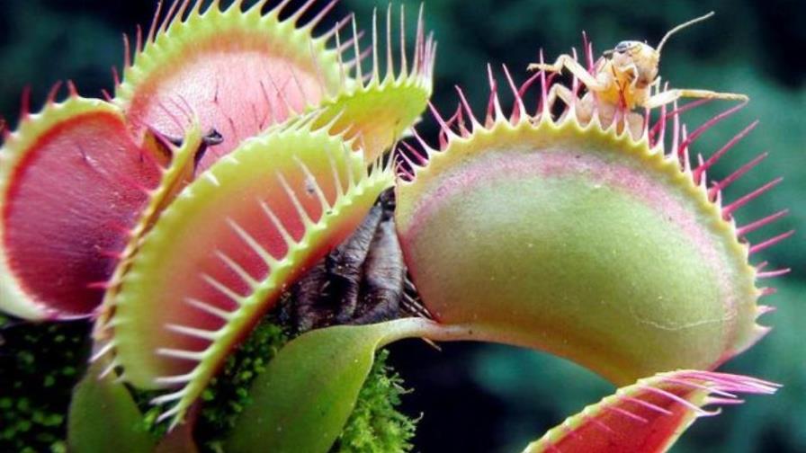 Al menos 300 plantas carnívoras colmarán el Jardín Botánico de Bogotá