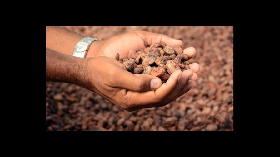 Pequeños productores de Centroamérica apuestan por cacao fino orgánico 