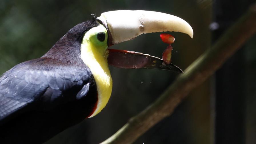 Grecia, el tucán con un pico 3D se convierte en símbolo contra el maltrato