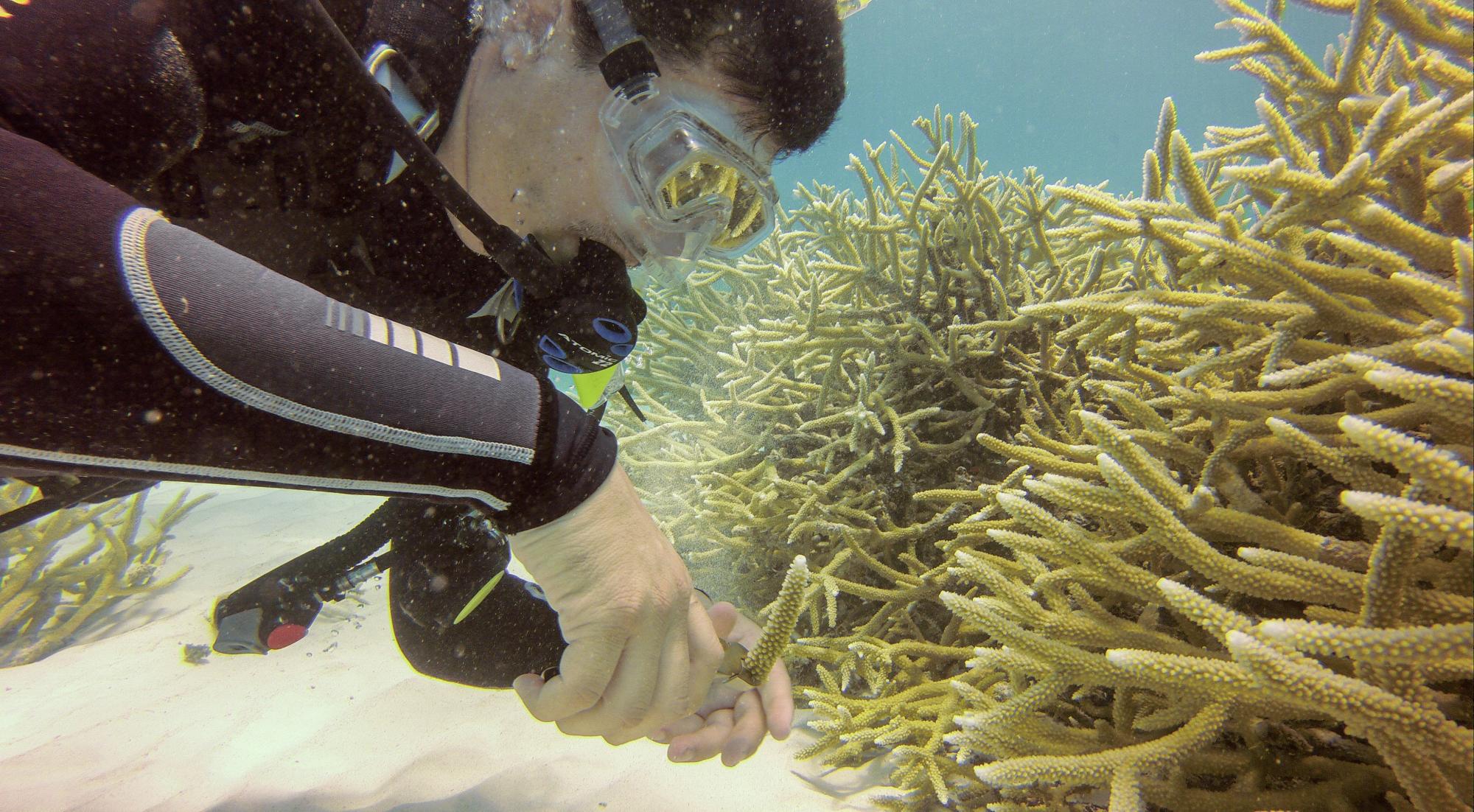 Victor Galván de la La Fundación Ecológica de Punta Cana (FEPC) trabaja en un vivero de coral.