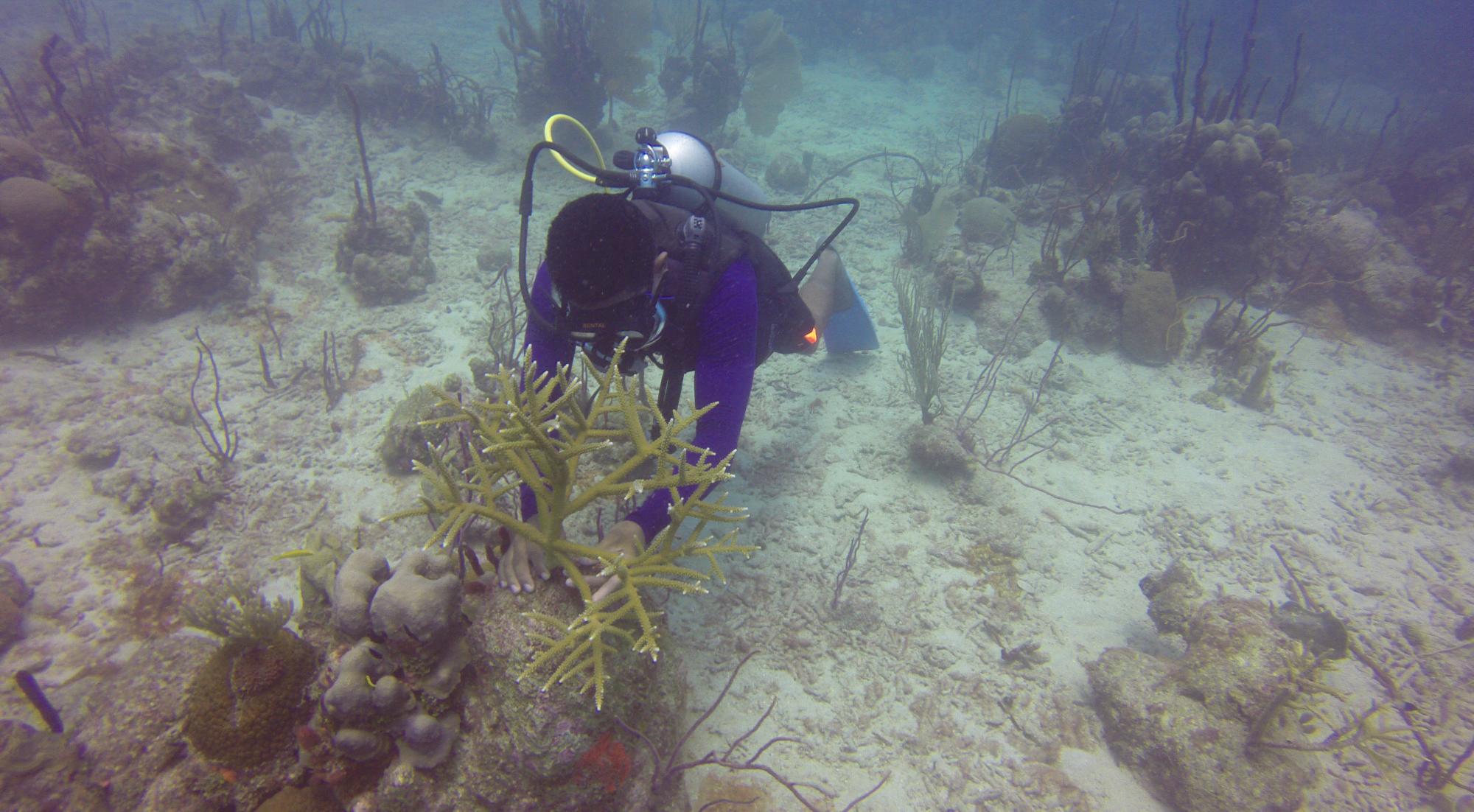 Técnicos de Fundemar trabajan en la restauración de coral en Bayahibe.