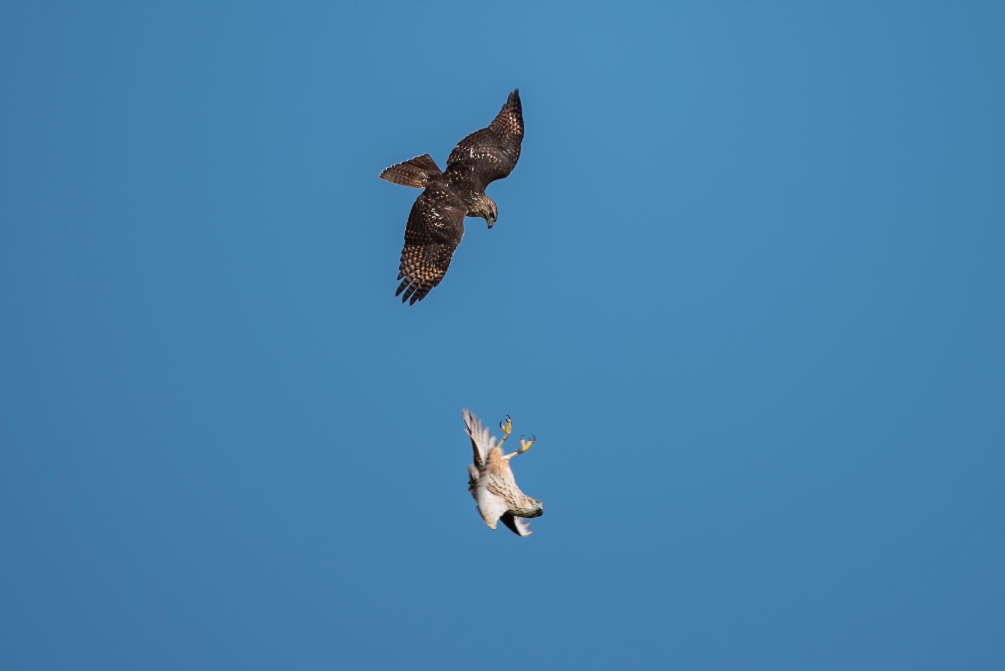 Dos de un grupo de tres gavilanes juegan en el aire.