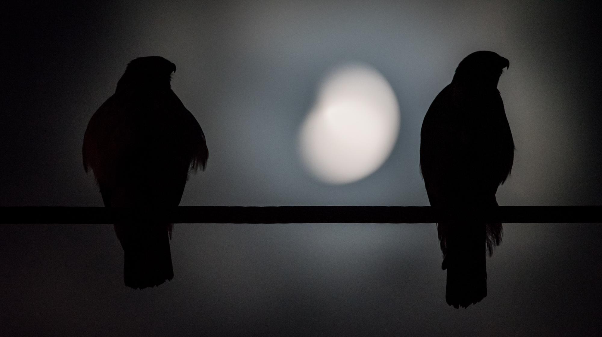 Dos de siete gavilanes pasaron la noche en unos cables del tendido eléctrico.