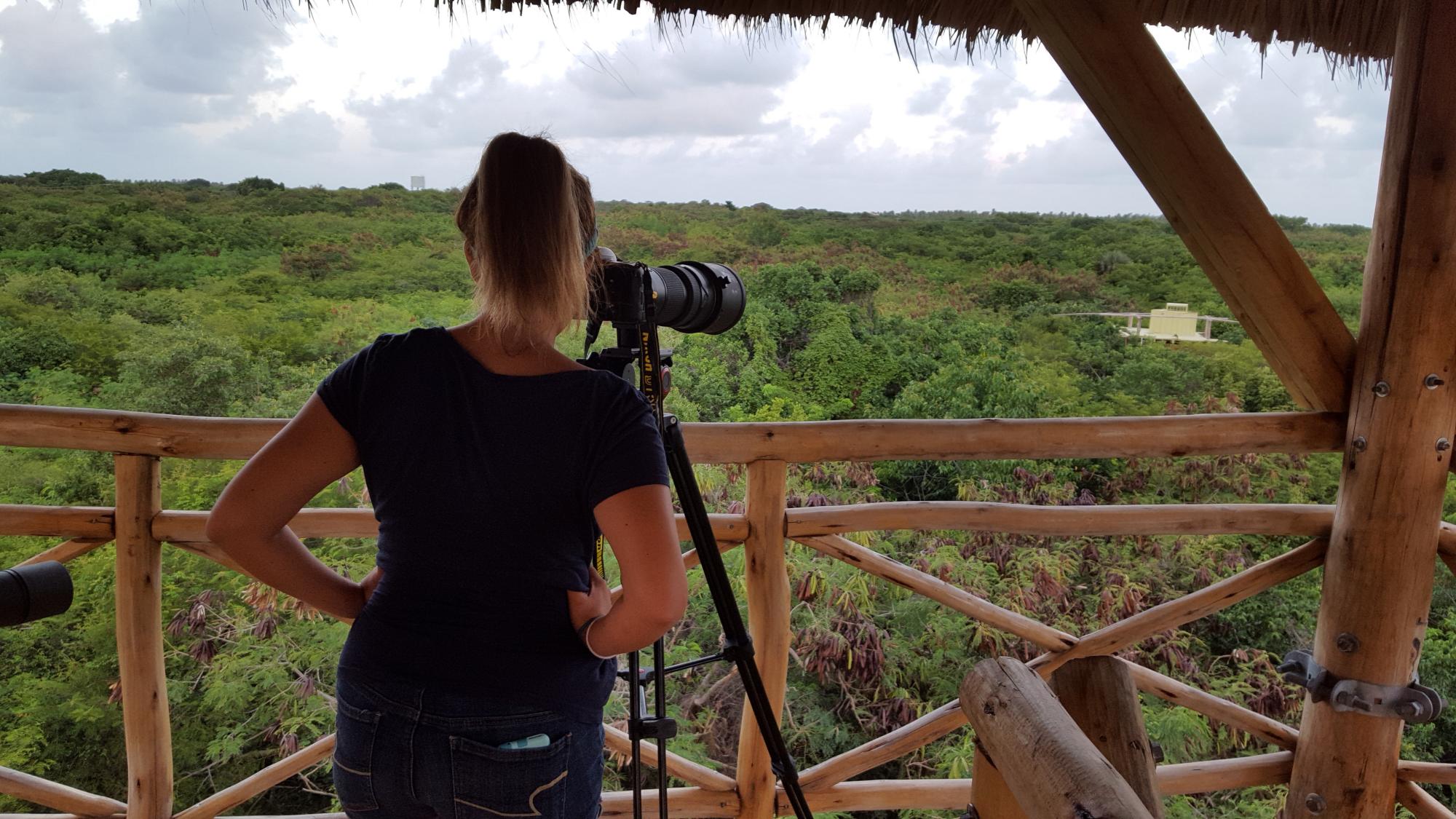 Una turista observa a los juveniles desde la plataforma de observación.