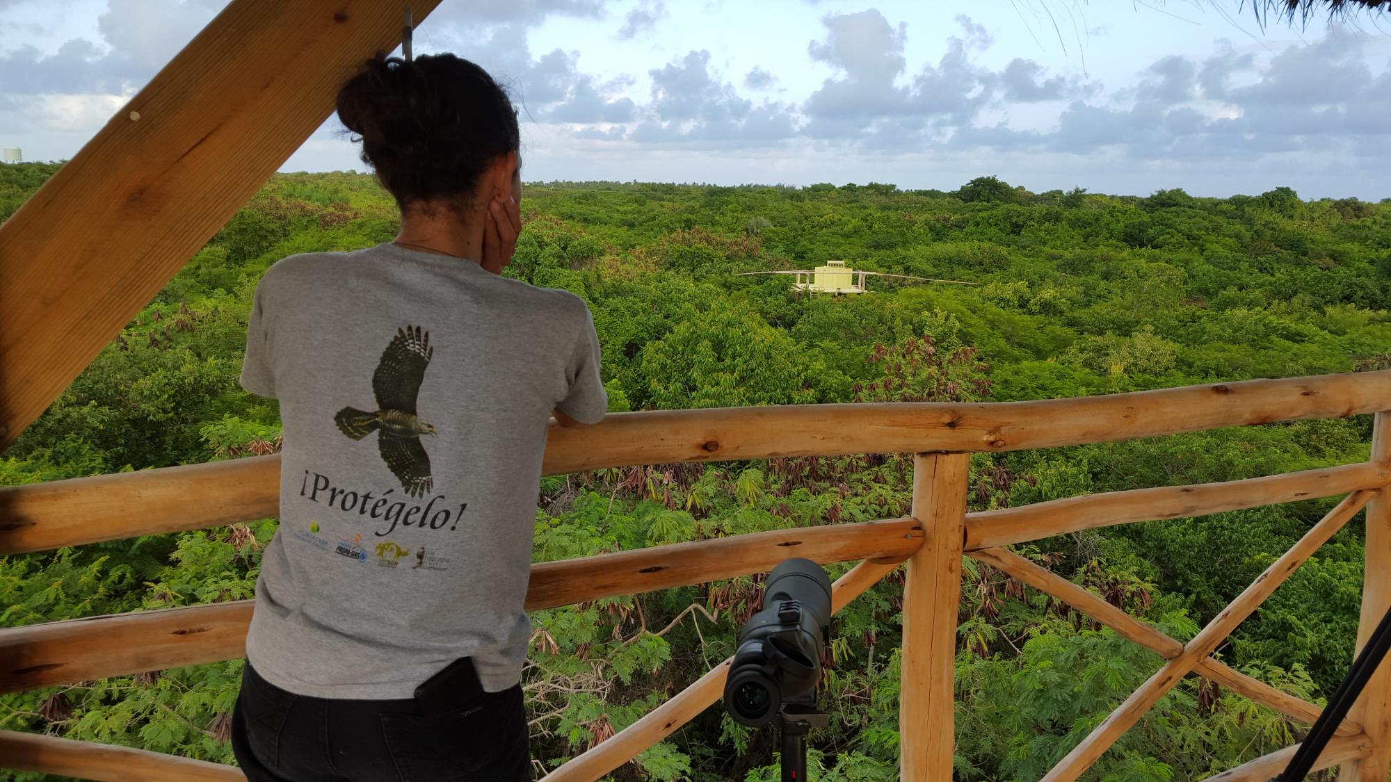 Una bióloga del proyecto monitorea a los gavilanes desde la torre de observación en Punta Cana.