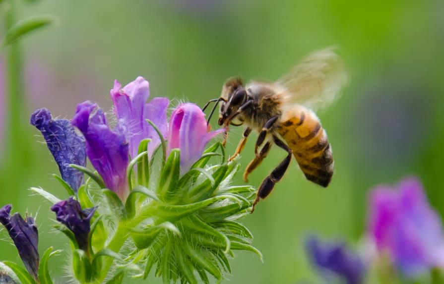 Vinculan el declive de abejas salvajes con uso de pesticidas neonicotinoides