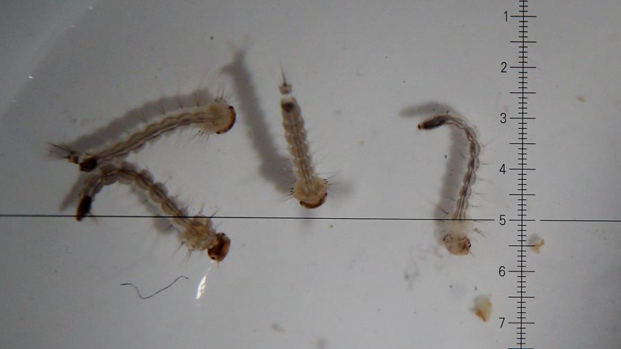 Descubren nuevas pistas sobre cómo el zika afecta al feto