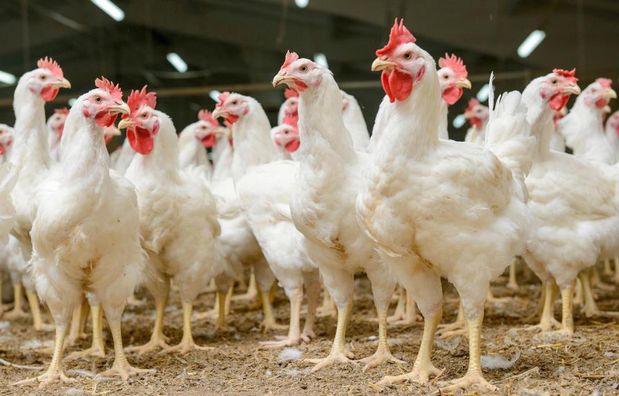 Aves regresan a ferias de EE.UU. tras epidemia de gripe aviar 