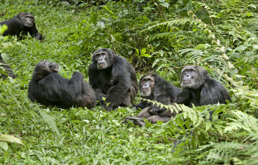 Estudio revela que los chimpancés prefieren trabajar en equipo que competir