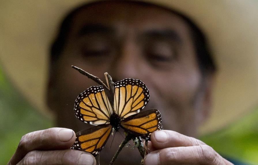 Tormentas dañan hábitat de las mariposas monarca en  México 
