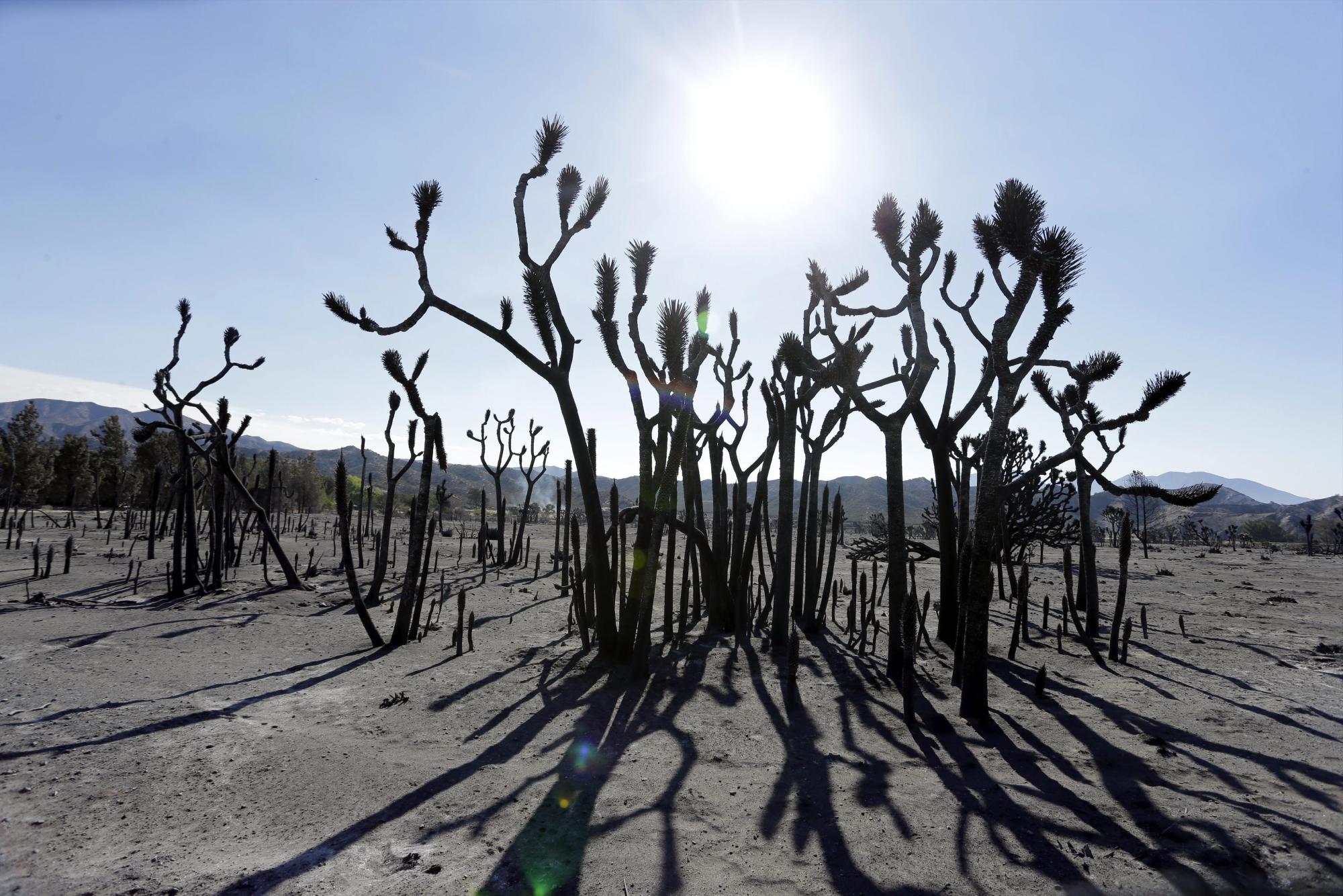 Vista de árboles de Yucca y de Josué calcinados por el incendio, denominado “Blue Cut Fire”, al noreste de Los Ángeles, California.