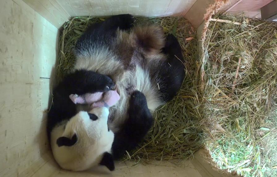 Pandas de Viena en perfectas condiciones en cumpleaños de su hermano Fu Long