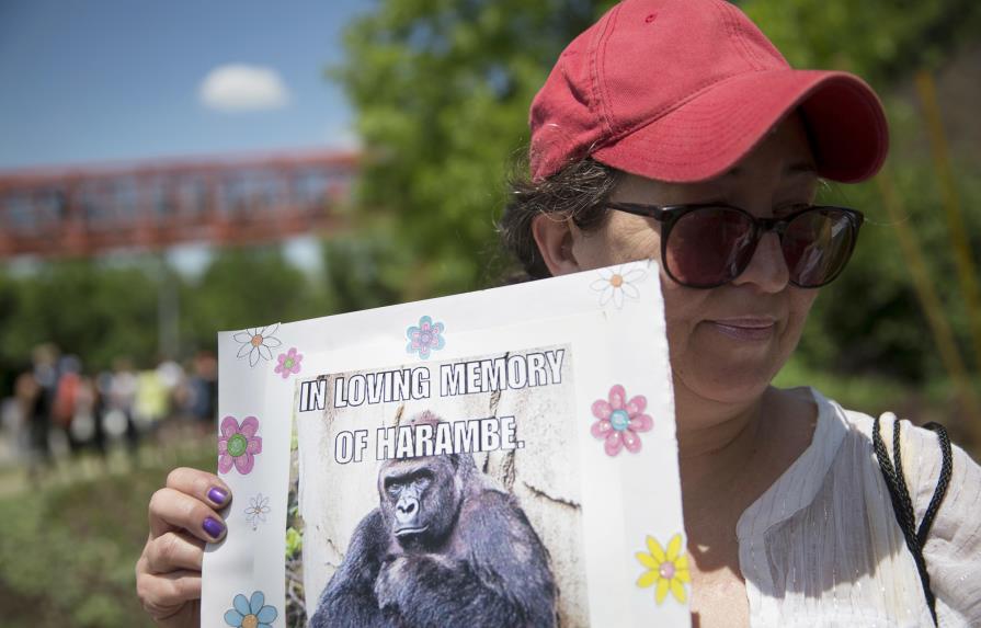 Zoológico que sacrificó gorila desactiva cuenta de Twitter