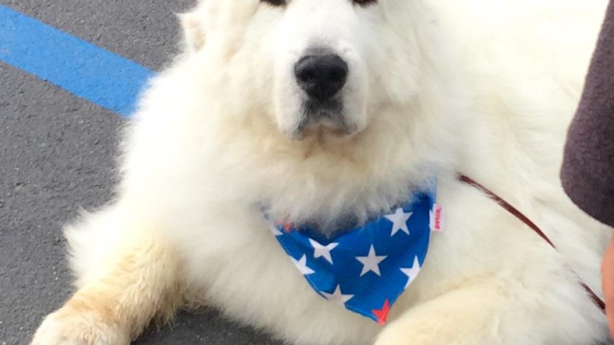 Pueblo de Minnesota reelige a perro como alcalde honorario Pueblo de Minnesota reelige a perro como alcalde honorario