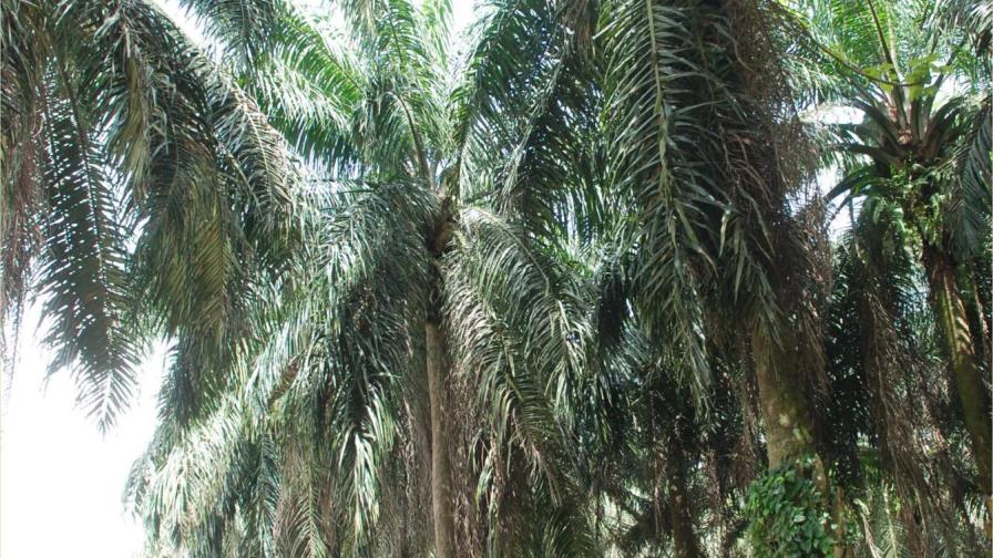 Muere hombre tras caerle encima la palmera que trataba de derribar Muere hombre tras caerle encima la palmera que trataba de derribar