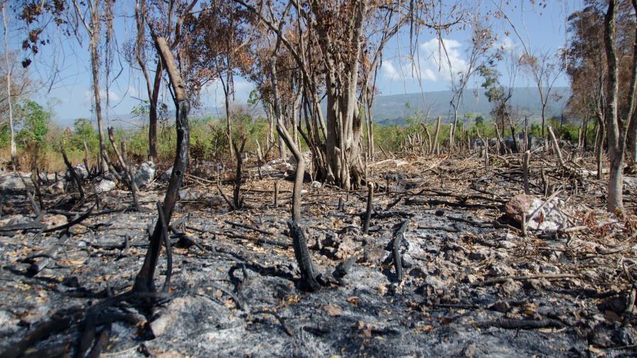 Los bosques primarios no son recursos renovables