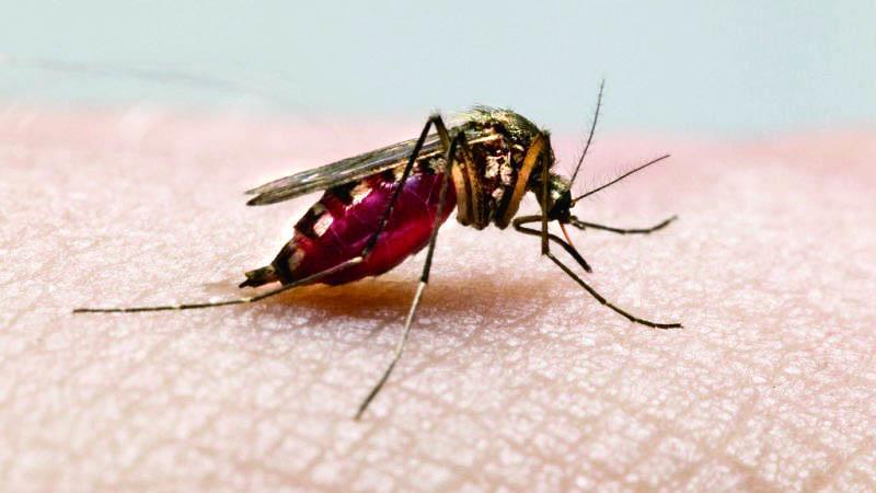 EE.UU. recomienda hacer pruebas del virus del Zika a los donantes de sangre