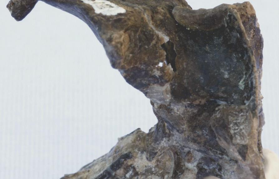Hallan en Argentina restos de un desconocido reptil volador del Jurásico