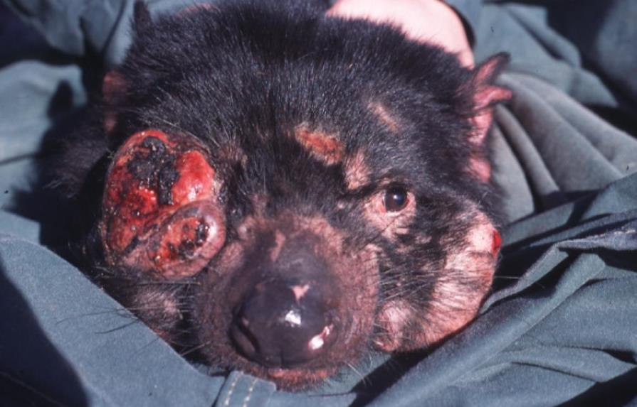 Los demonios de Tasmania son más resistentes al cáncer facial que los mata