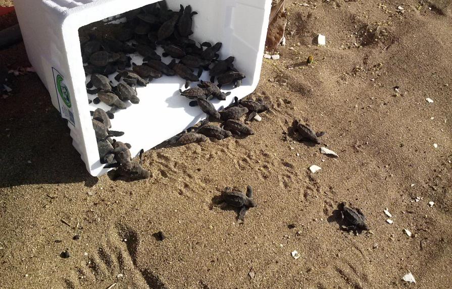 Medio Ambiente libera 54 tortugas marinas en playa Manresa