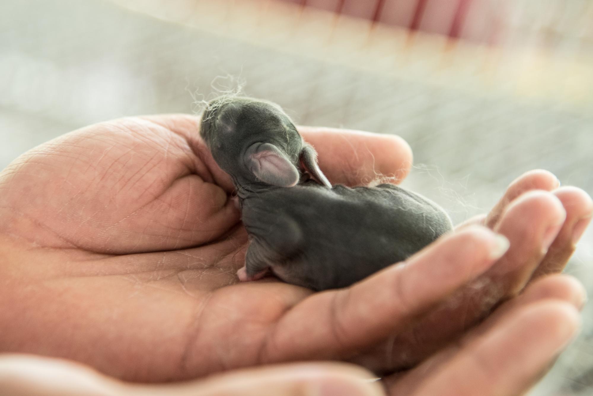 Una cría (Gazapo) con pocas días de nacido.