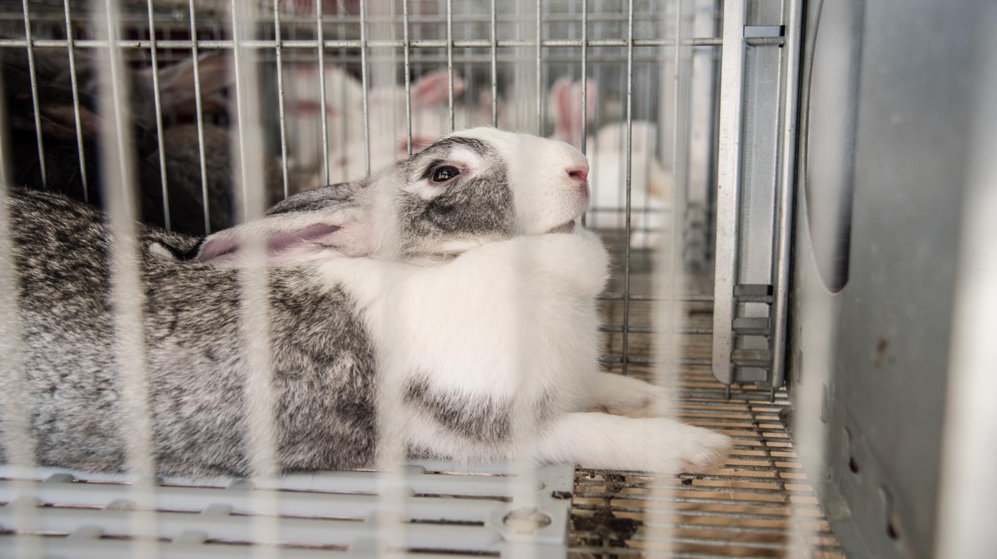 Parte de la producción en la granja, Club de Amas de Casa Santa Ana.