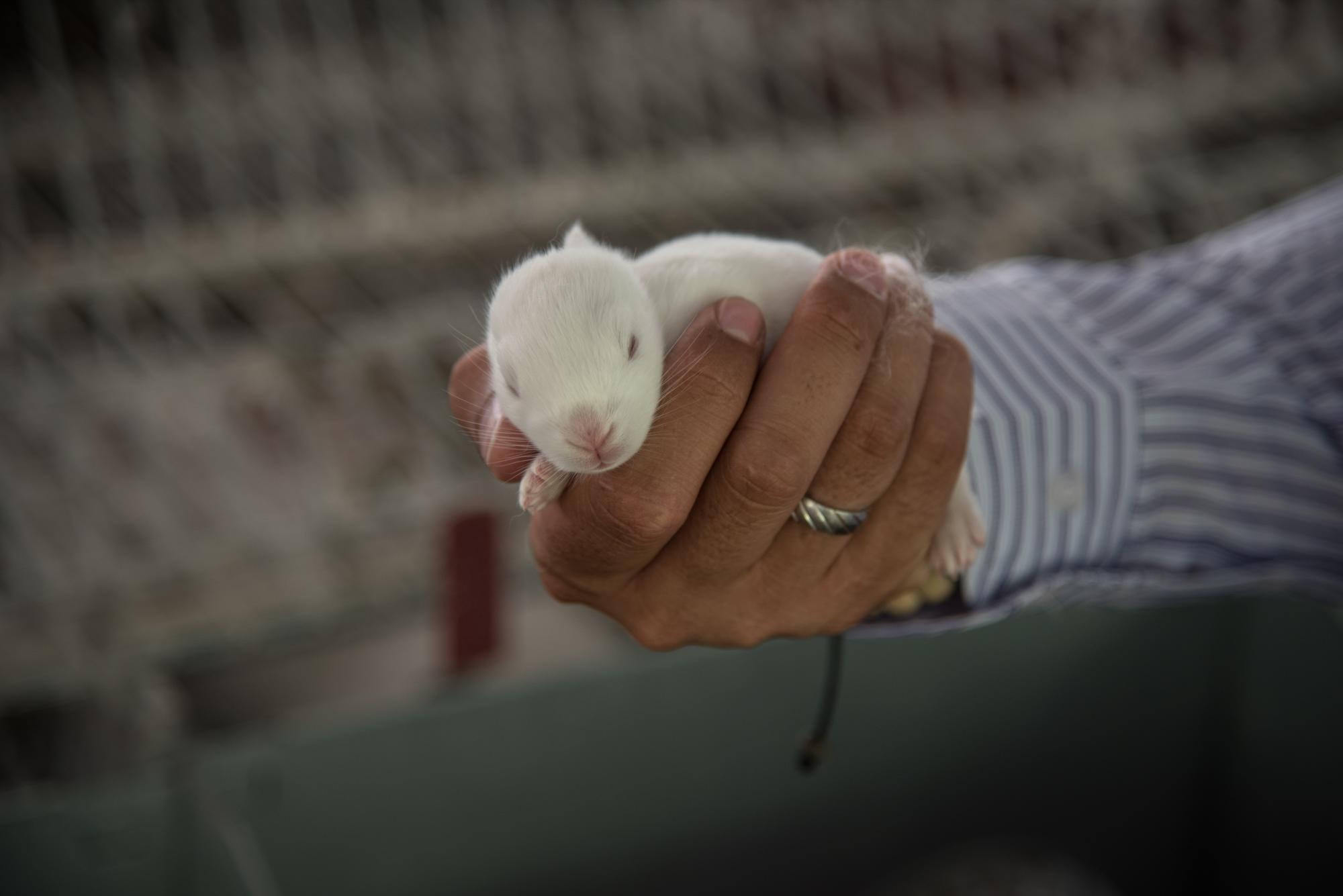 Muestra de un gazapo con varios días de nacido.