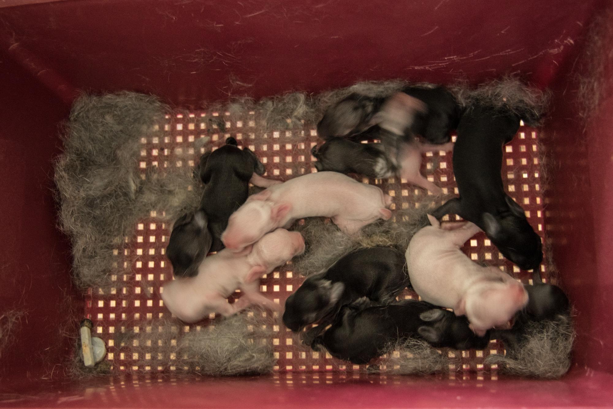 Gazapos recién nacidos