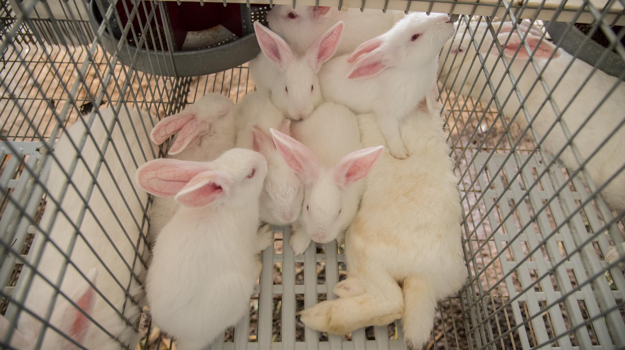 Gazapos adultos junto a sus madre.