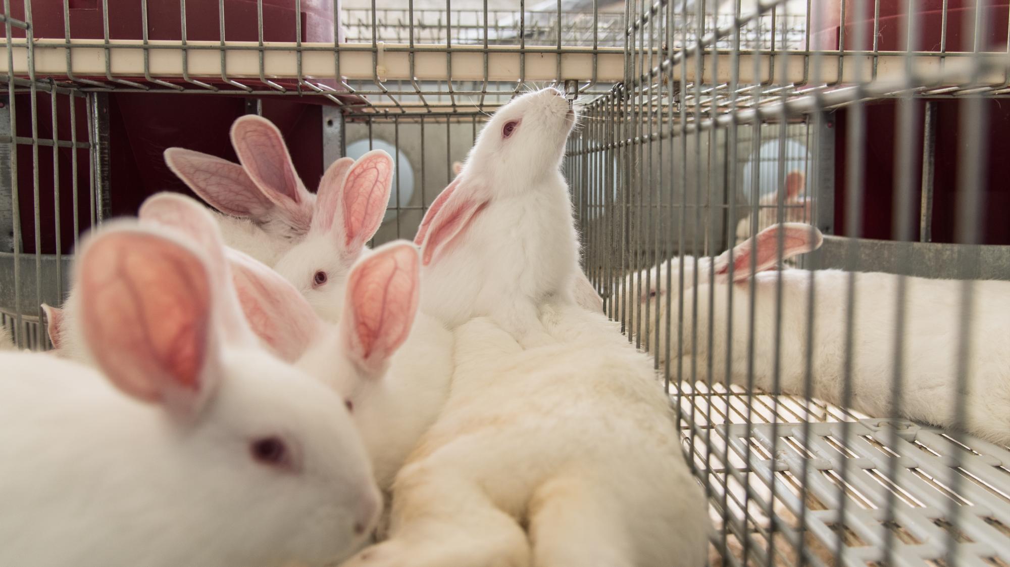 La producción de conejos en República Dominicana, es una mina en la superficie.