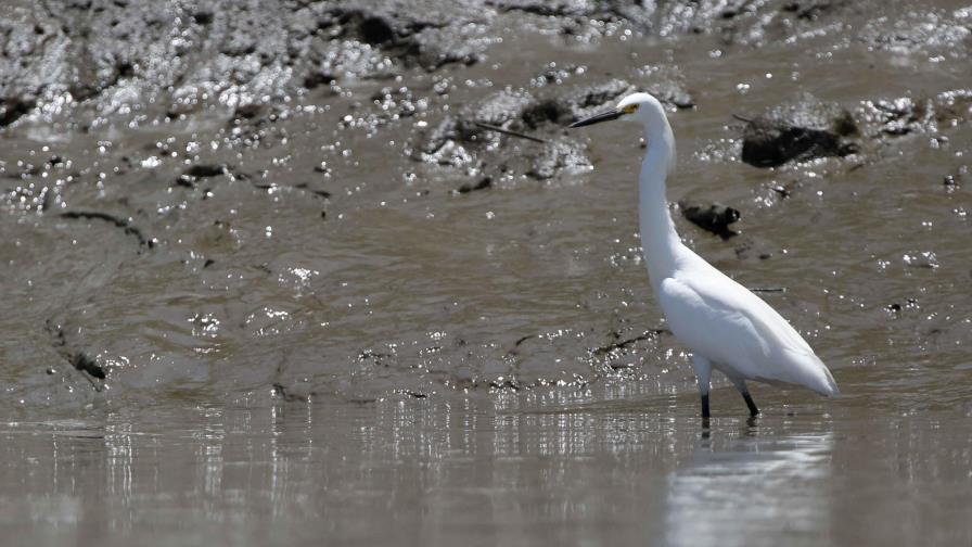 Humedales, el ecosistema menos valorado al que Costa Rica busca recuperar
