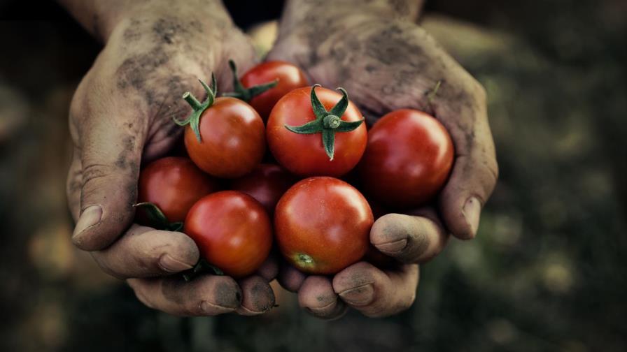 Dicen avance agrícola suramericano depende de tecnología e inversión