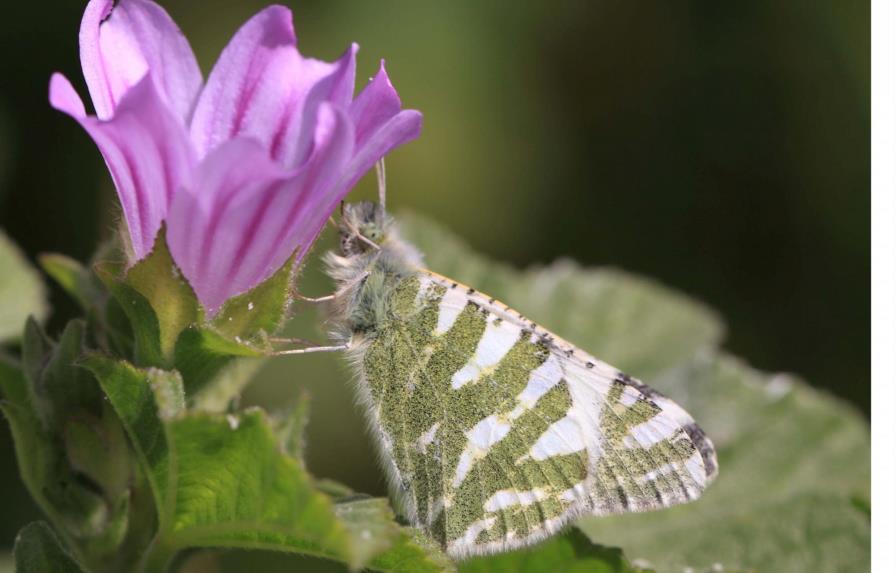 Al borde de la extinción 19 especies de mariposas en el Mediterráneo 