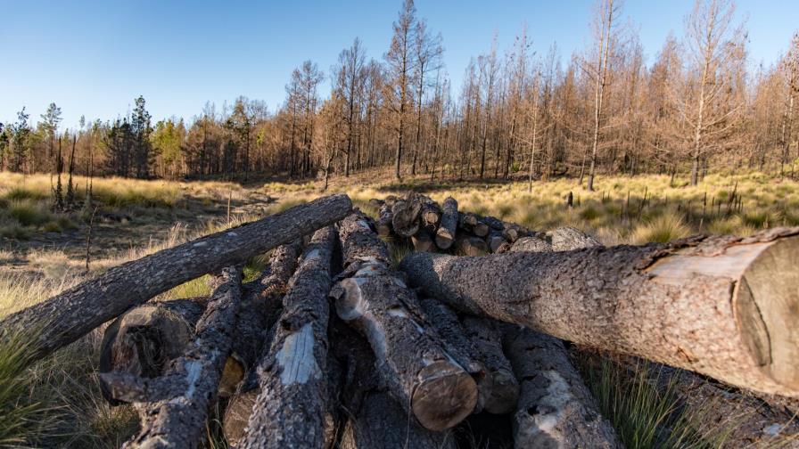 Prioridad no es reforestar, es detener la deforestación