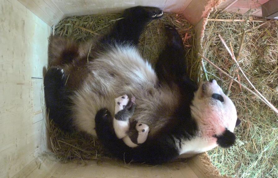 Los panda gemelos de Viena son macho y hembra