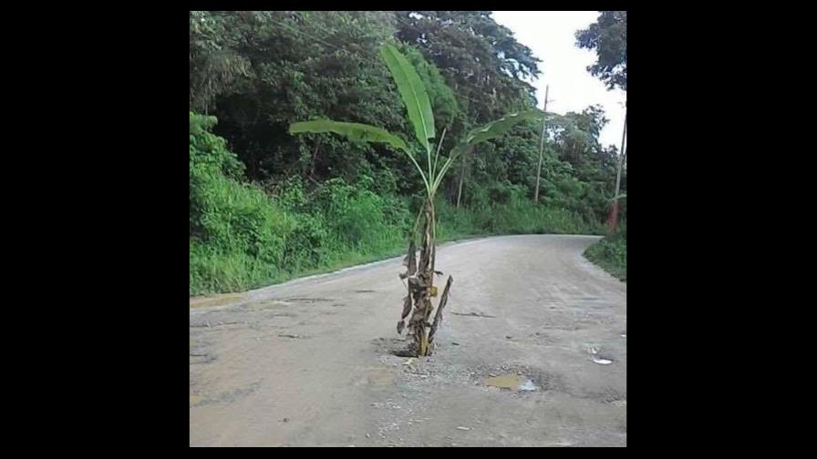 Choferes protestan sembrando árboles en hoyos de la carretera de Hato Mayor