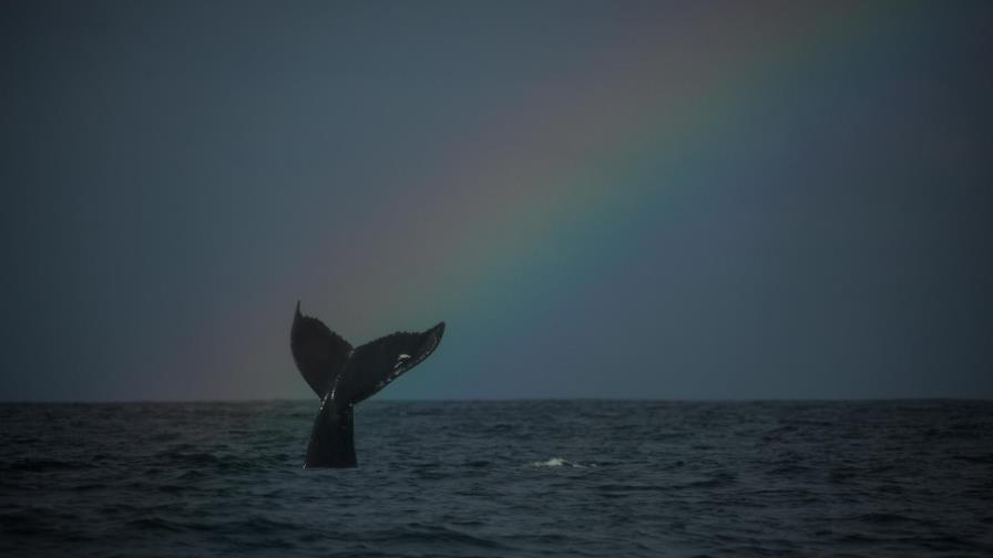 Ballenas jorobadas ya no están en peligro de extinción Ballenas jorobadas ya no están en peligro de extinción