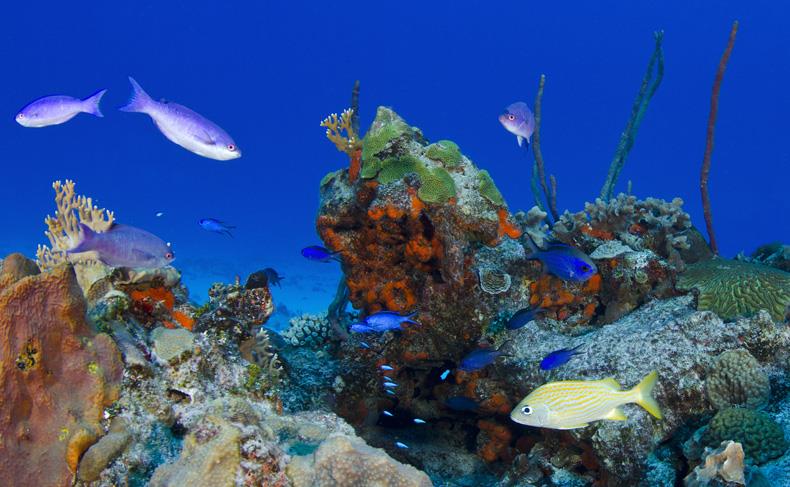 La conservación, la mejor medicina para salvar los arrecifes de coral 