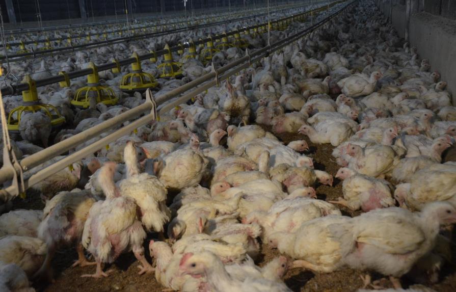 Sobreproducción de pollos y falta de dólares afectan a las Pymes
Sobreproducción pollos y falta dólares afectan Pymes