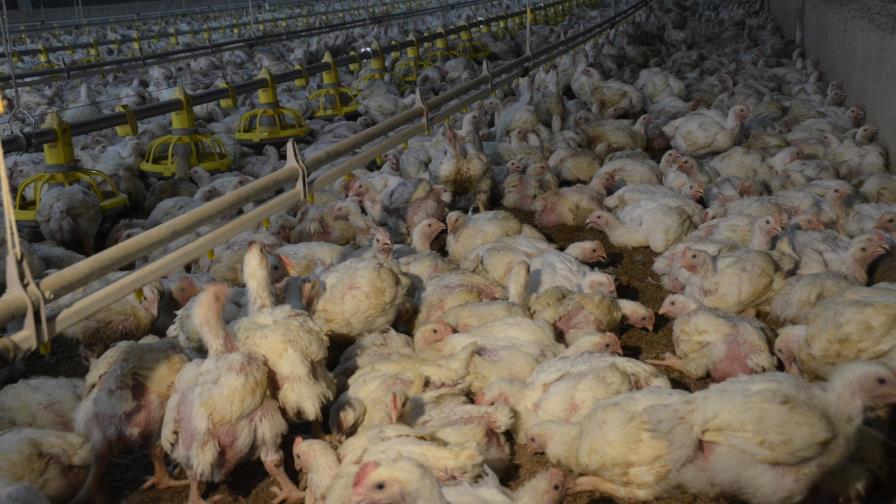 Sobreproducción de pollos y falta de dólares afectan a las Pymes
Sobreproducción pollos y falta dólares afectan Pymes Sobreproducción de pollos y falta de dólares afectan a las Pymes
Sobreproducción pollos y falta dólares afectan Pymes