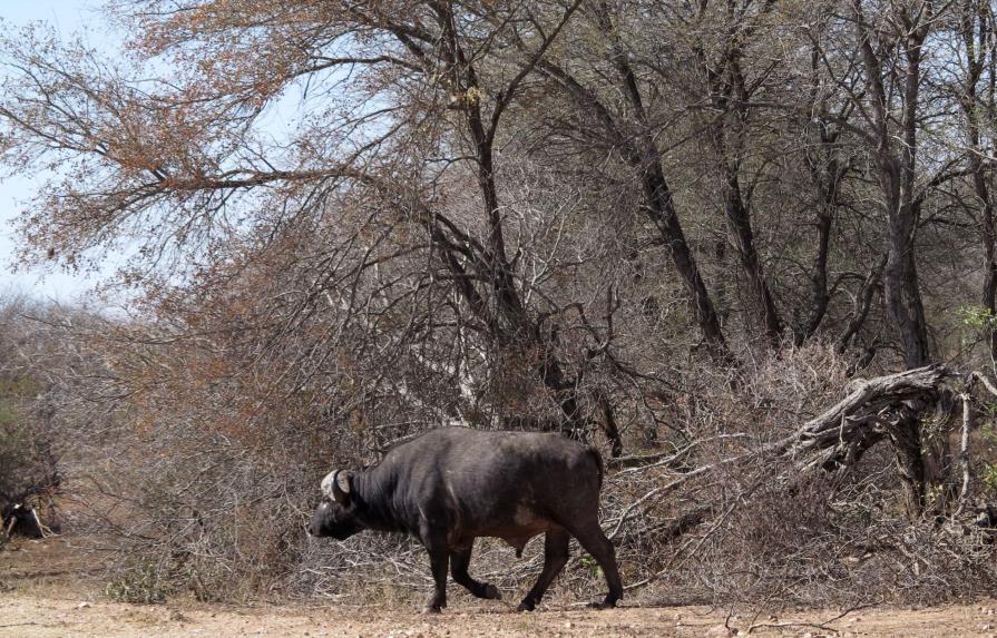 Parque sudafricano sacrifica a 350 animales por grave sequía 