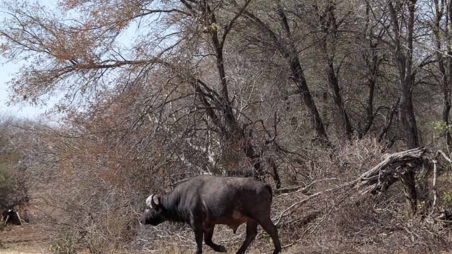 Parque sudafricano sacrifica a 350 animales por grave sequía 