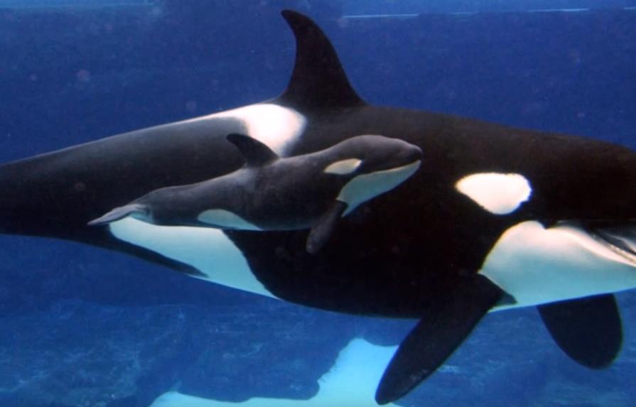 California prohíbe la cría y espectáculos de orcas en cautividad