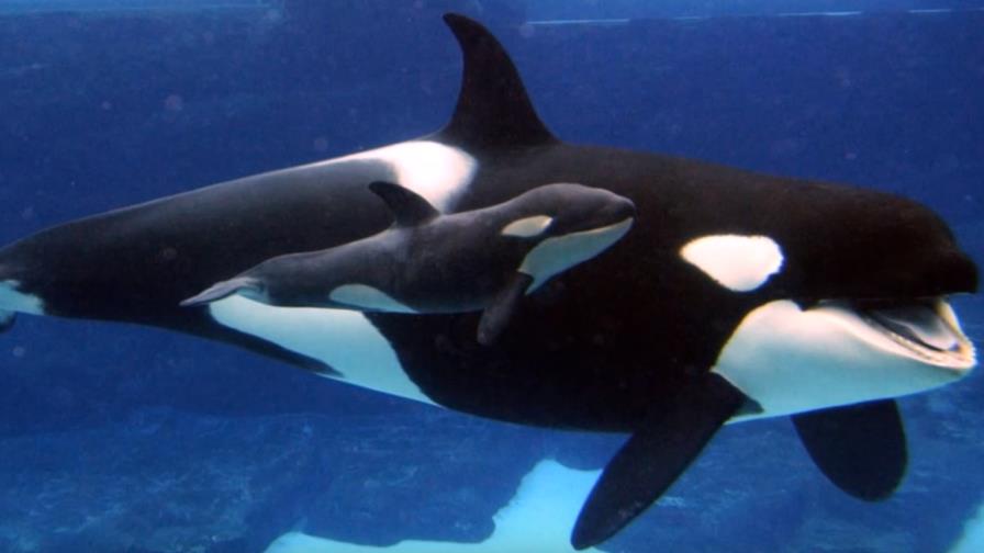 California prohíbe la cría y espectáculos de orcas en cautividad